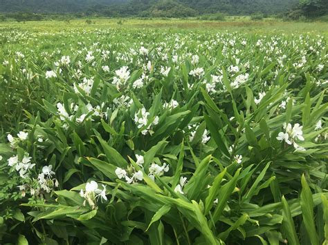 野薑花風水|【野薑花放家裡】野薑花放家裡好嗎？小心！這3類人不適合，而。